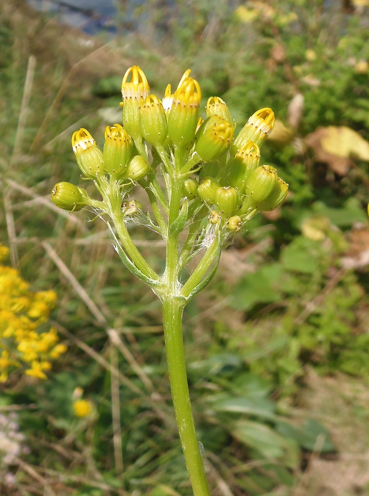 Изображение особи Senecio schwetzowii.