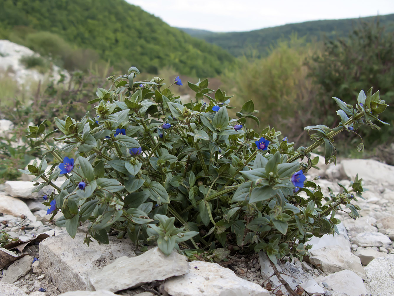 Изображение особи Anagallis arvensis.