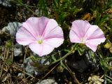 Convolvulus cantabrica. Цветки. Крым, Ялта, ущелье Уч-Кош. 21.06.2009.