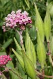 Asclepias incarnata