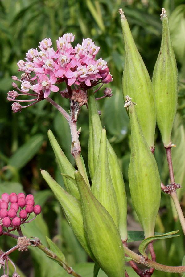 Image of Asclepias incarnata specimen.