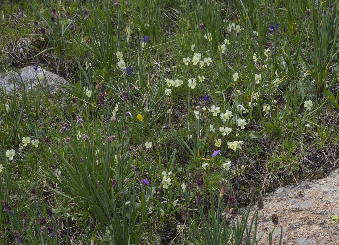 Image of Viola altaica specimen.