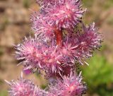 Astilbe chinensis