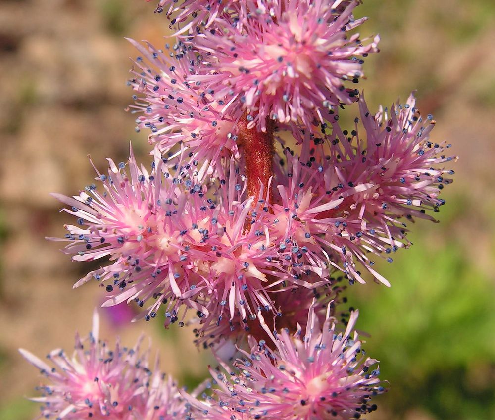 Изображение особи Astilbe chinensis.