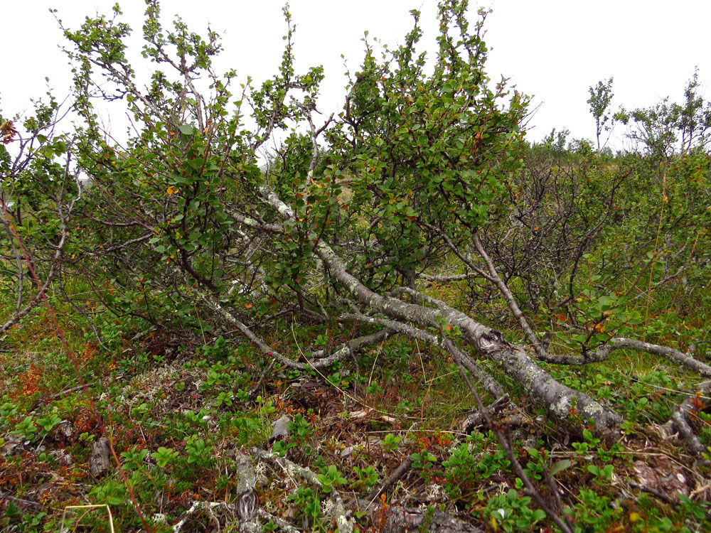 Image of genus Betula specimen.