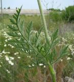 Daucus carota