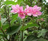 genus Weigela