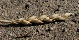 Triticum spelta