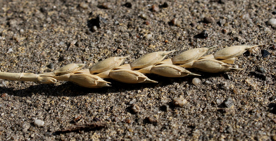 Image of Triticum spelta specimen.