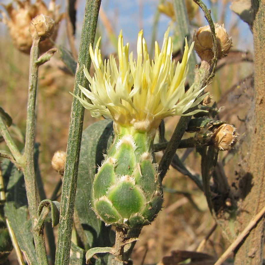 Image of Centaurea salonitana specimen.