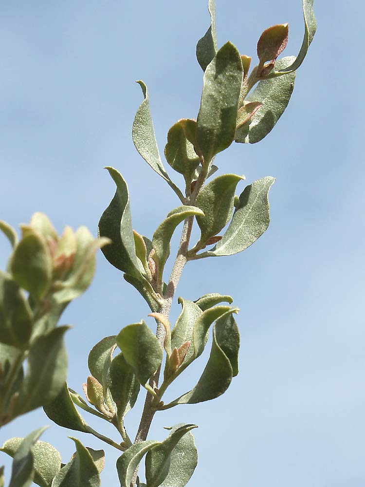 Image of Atriplex halimus specimen.