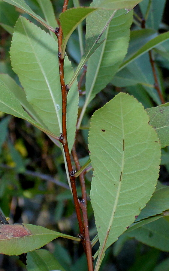 Изображение особи Amygdalus nana.