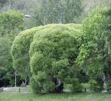 Salix fragilis разновидность sphaerica. Дерево в парке перед входом в пещеру. Пермский край, Кунгурский р-н, окр. с. Филипповка, гора Ледяная. 14.06.2013.