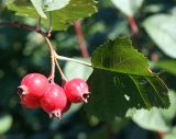 Crataegus sanguinea. Соплодие со зрелыми плодами и лист. Восточный Казахстан, г. Усть-Каменогорск, левый берег р. Иртыш, дачный участок, в культуре. 01.09.2012.