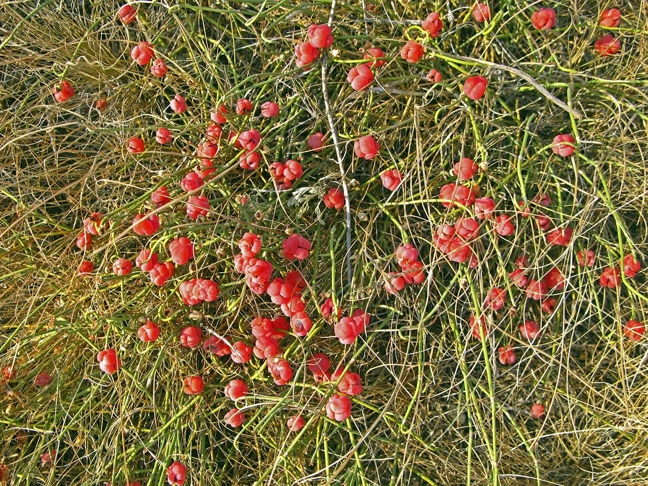 Image of Ephedra distachya specimen.
