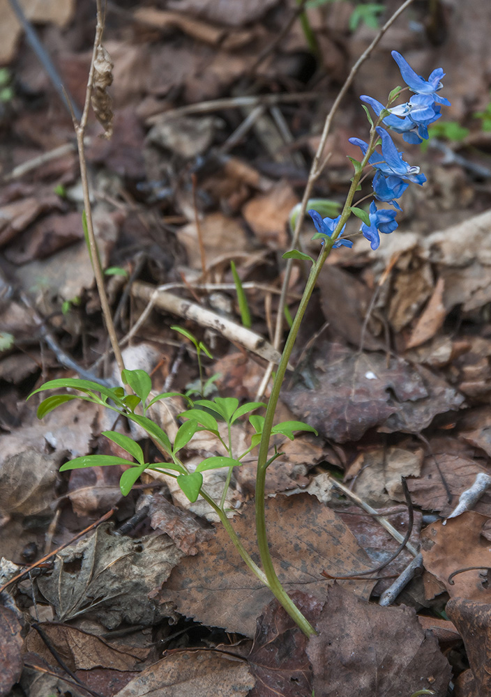 Изображение особи Corydalis ambigua.