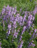 Vicia tenuifolia. Верхушки цветущих растений. Восточный Казахстан, г. Усть-Каменогорск, сопки на левом берегу р. Иртыш. 10.06.3013.