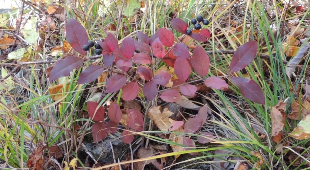 Image of Ligustrum yezoense specimen.