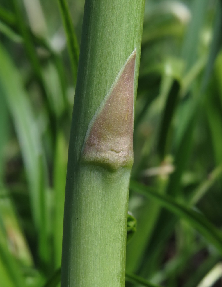 Image of Asparagus officinalis specimen.