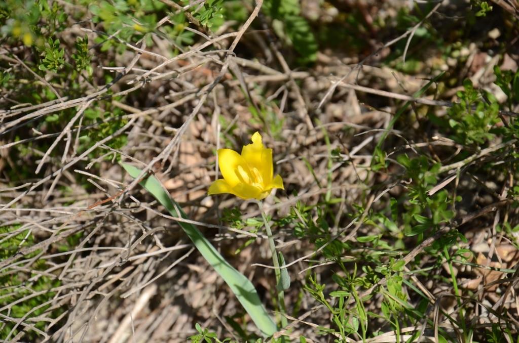 Image of Tulipa suaveolens specimen.