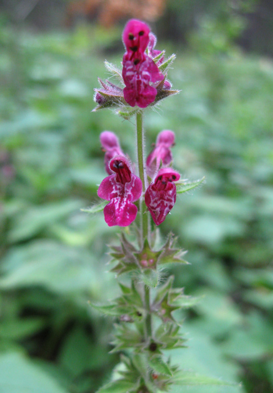 Image of Stachys sylvatica specimen.