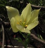 Tulipa confusa