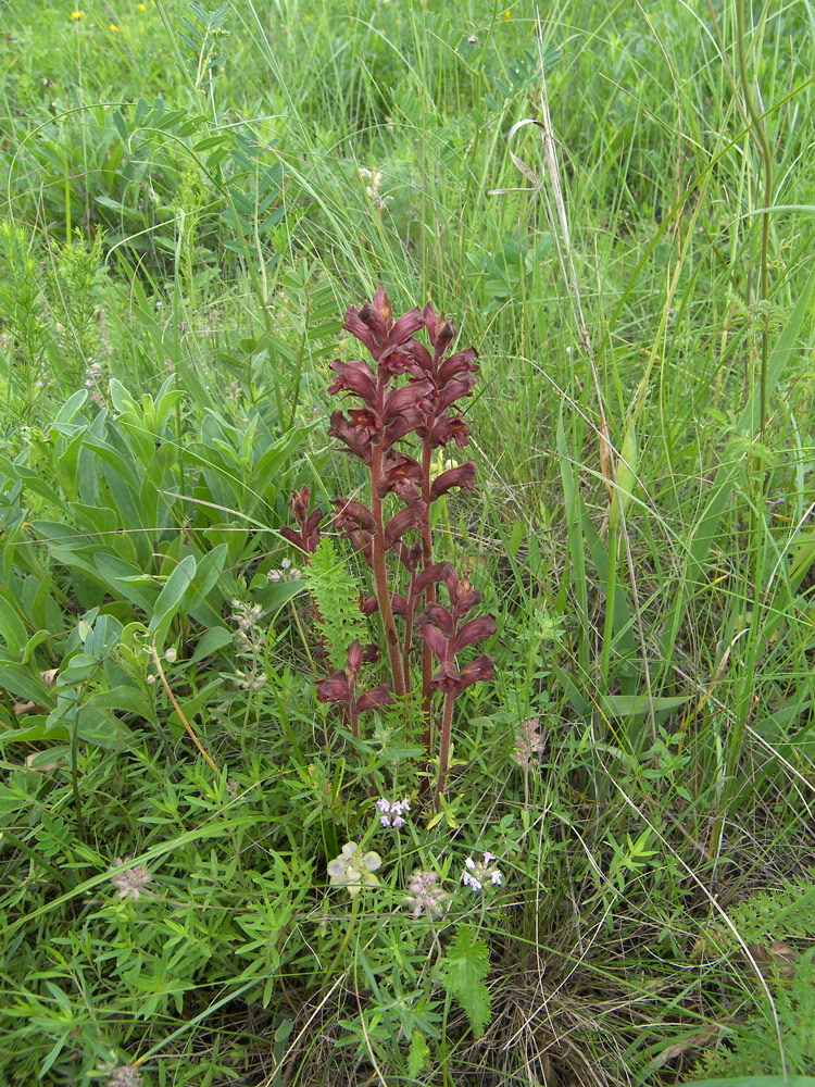 Image of Orobanche alba specimen.