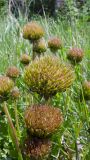 Taraxacum officinale