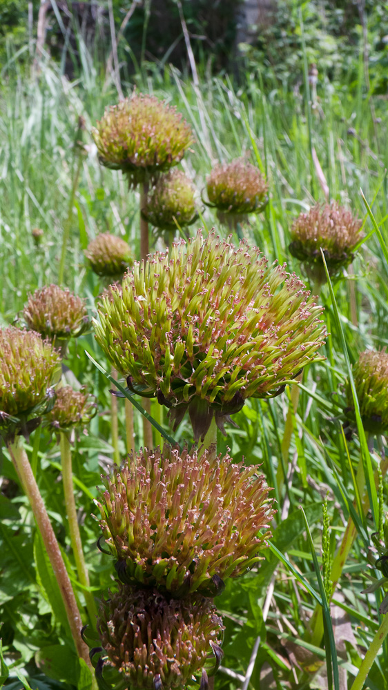 Изображение особи Taraxacum officinale.