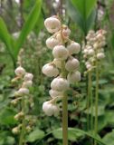 Pyrola minor