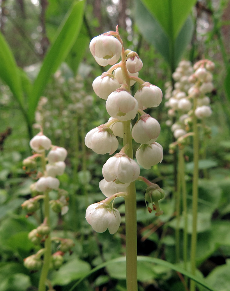 Image of Pyrola minor specimen.