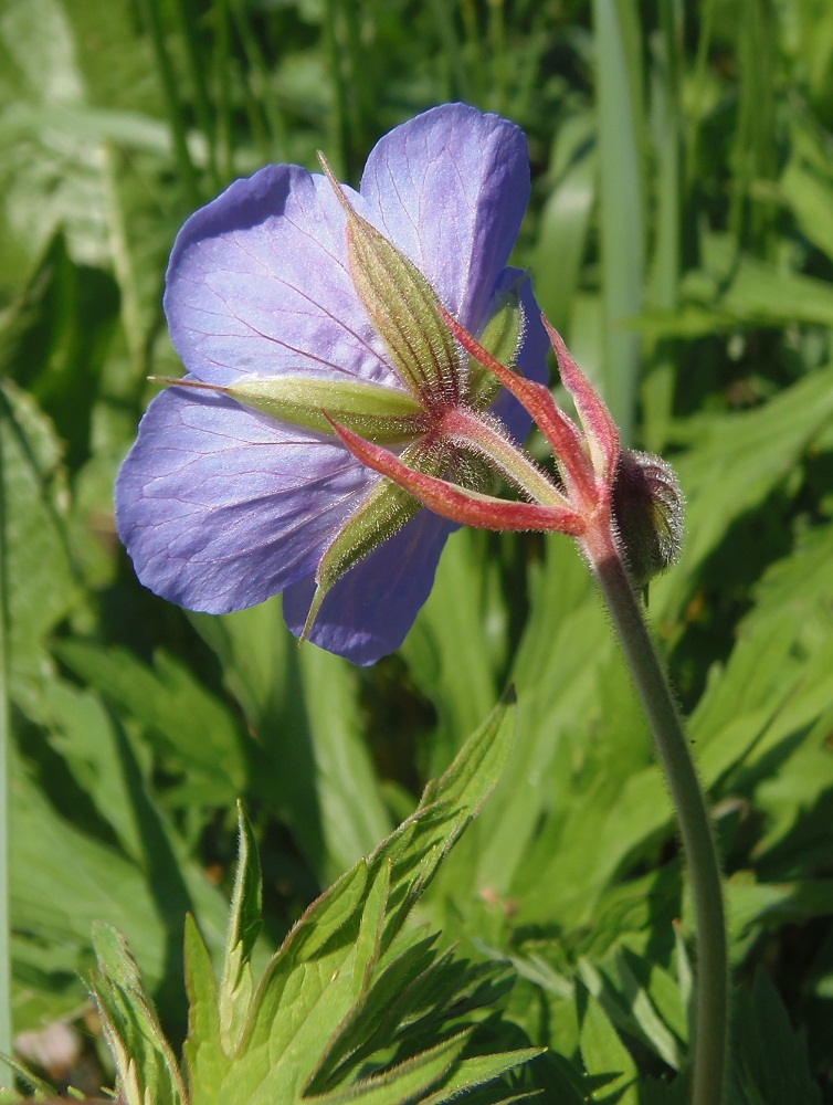 Image of Geranium pratense specimen.