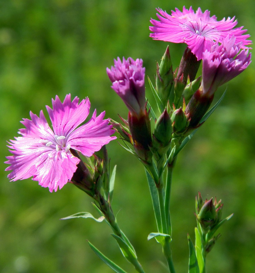 Изображение особи Dianthus fischeri.