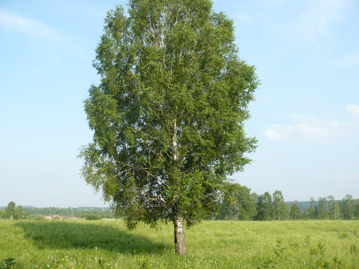 Изображение особи Betula pendula.