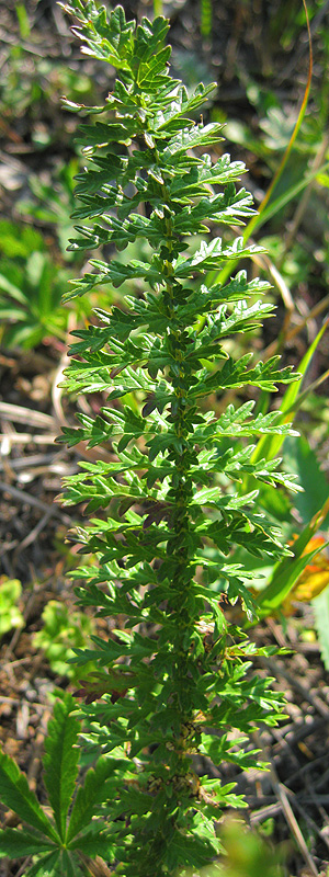 Image of Filipendula vulgaris specimen.