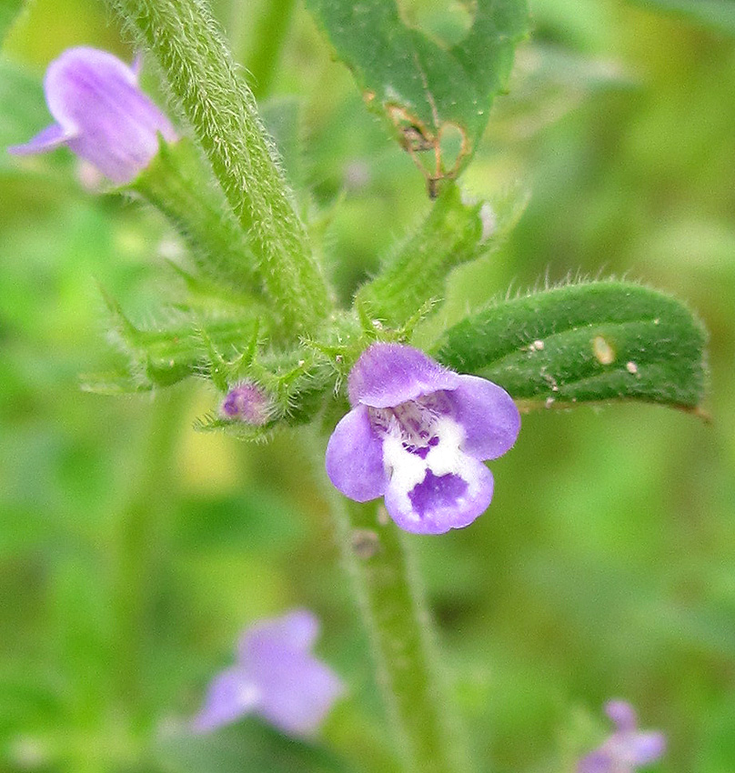 Изображение особи Ziziphora acinos.