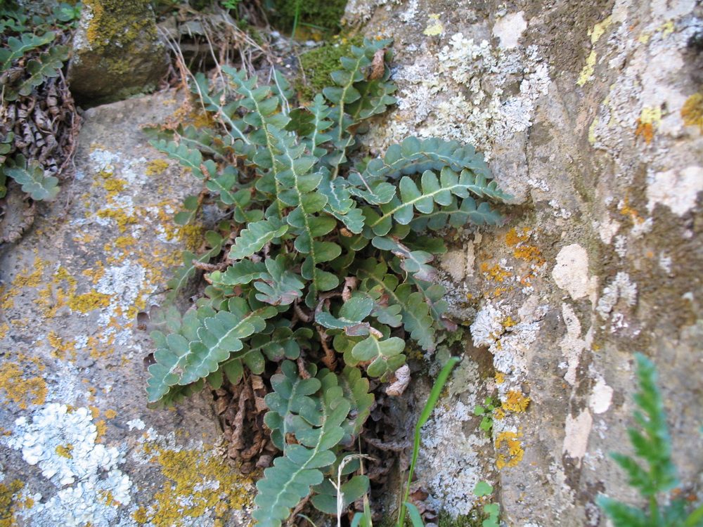 Изображение особи Ceterach officinarum.