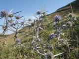 Eryngium caeruleum