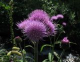 Cirsium helenioides