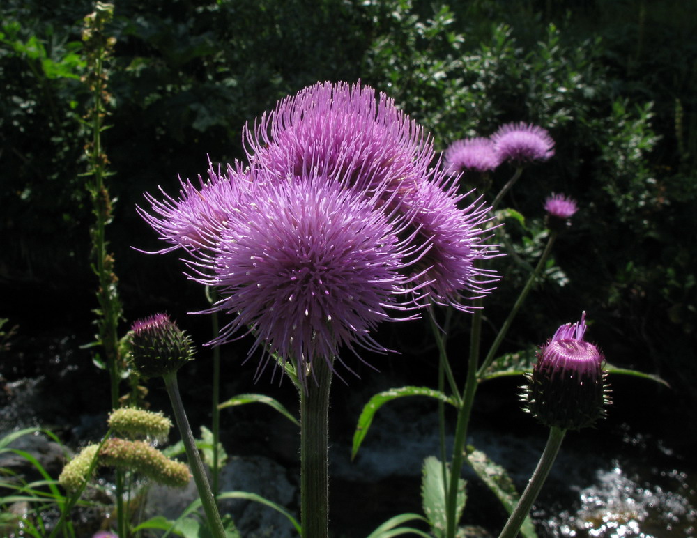 Изображение особи Cirsium helenioides.