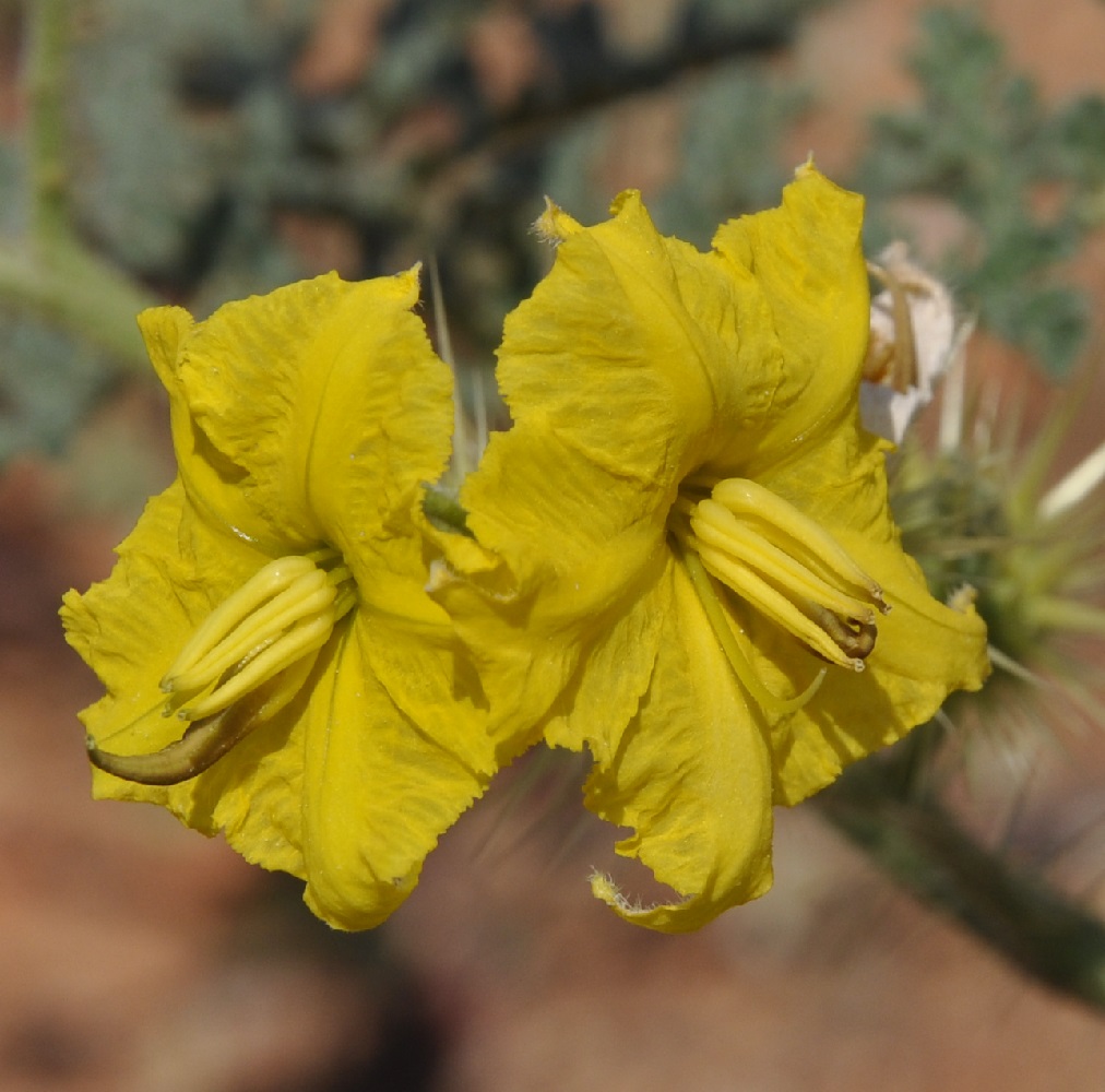 Image of Solanum cornutum specimen.