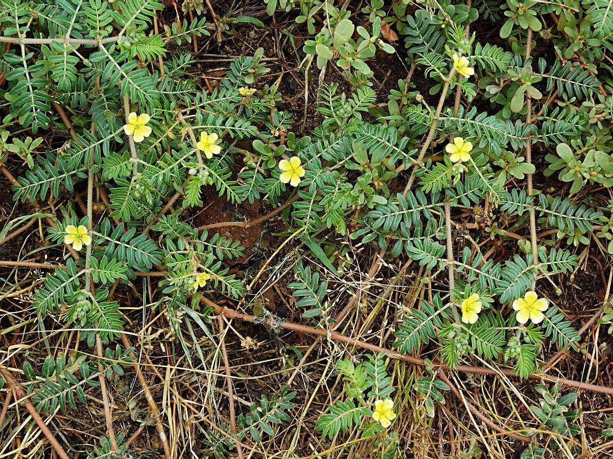 Изображение особи Tribulus terrestris.