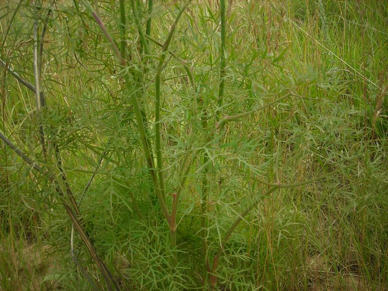 Image of Cenolophium fischeri specimen.