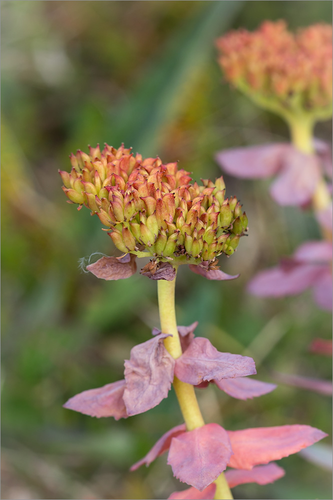 Изображение особи Rhodiola rosea.