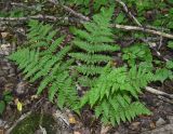 Dryopteris carthusiana