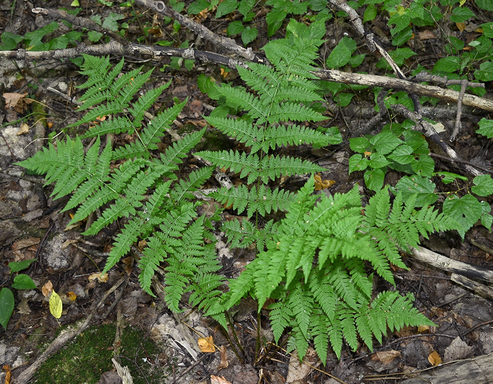 Изображение особи Dryopteris carthusiana.