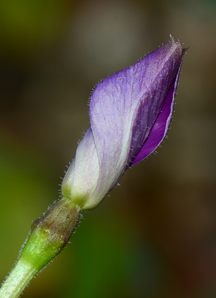 Image of Catharanthus roseus specimen.