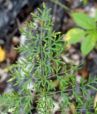 Pulsatilla turczaninovii