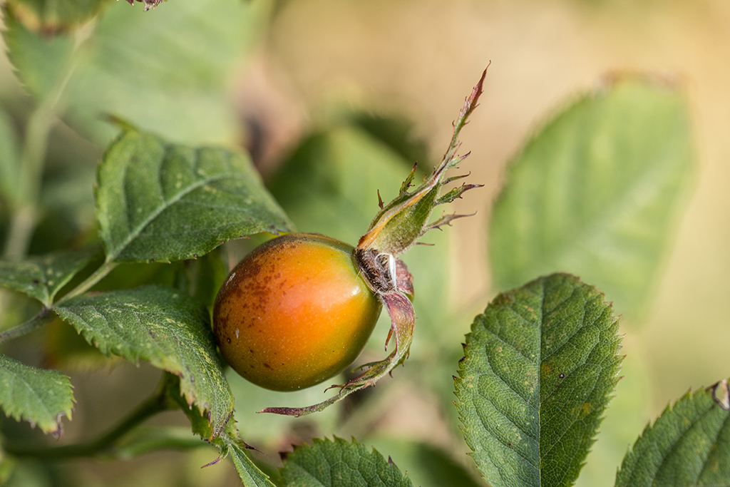 Image of genus Rosa specimen.