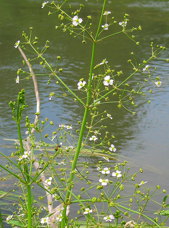 Image of Alisma plantago-aquatica specimen.